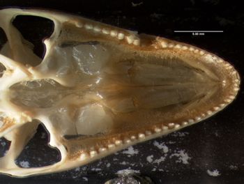 Media type: image;   Herpetology R-20611